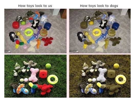 are-dogs-color-blind