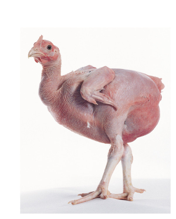 the-scaleless-phenotype-gross-appearance-of-a-sc-sc-chicken-the-majority-of-feathers